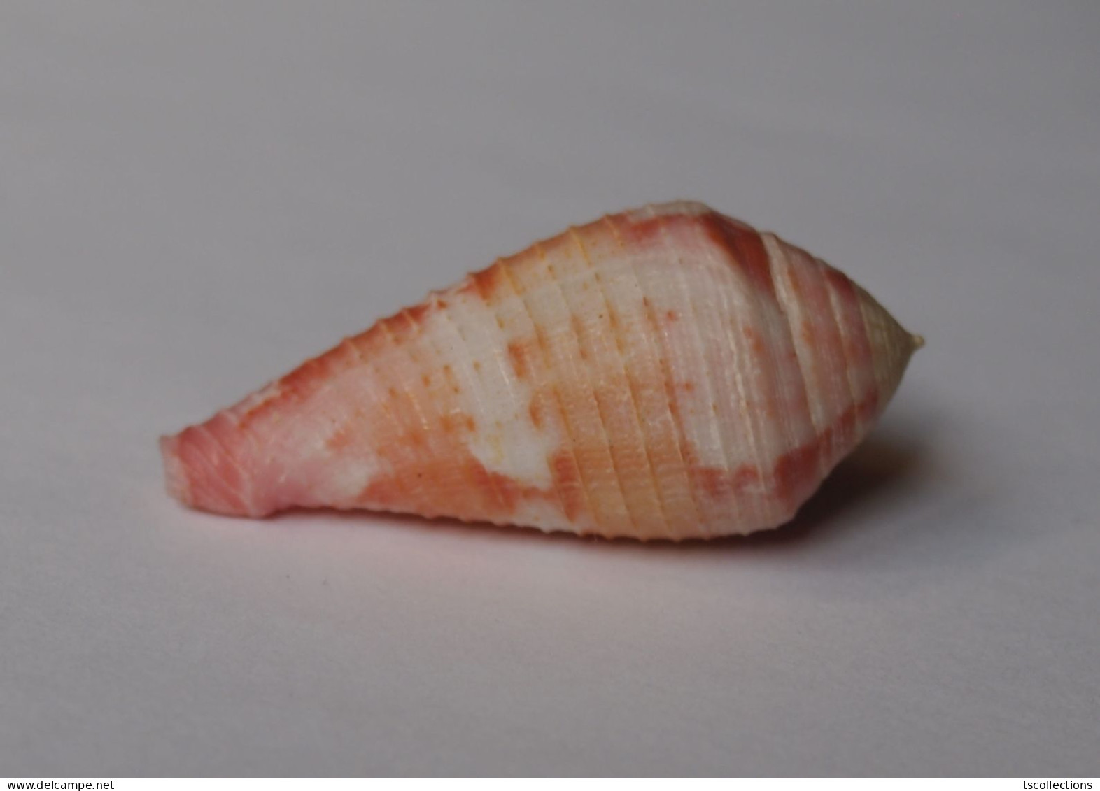 Conus Pertusus - Muscheln & Schnecken