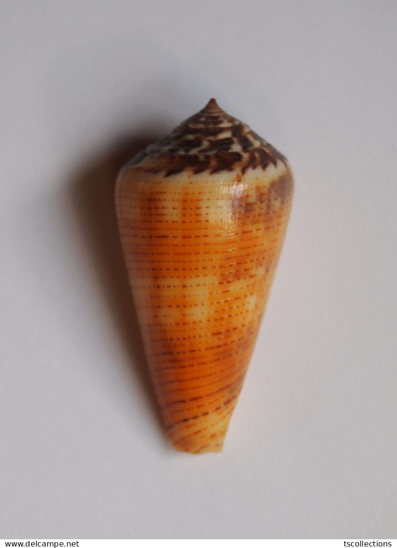 Conus Magus Circae - Muscheln & Schnecken