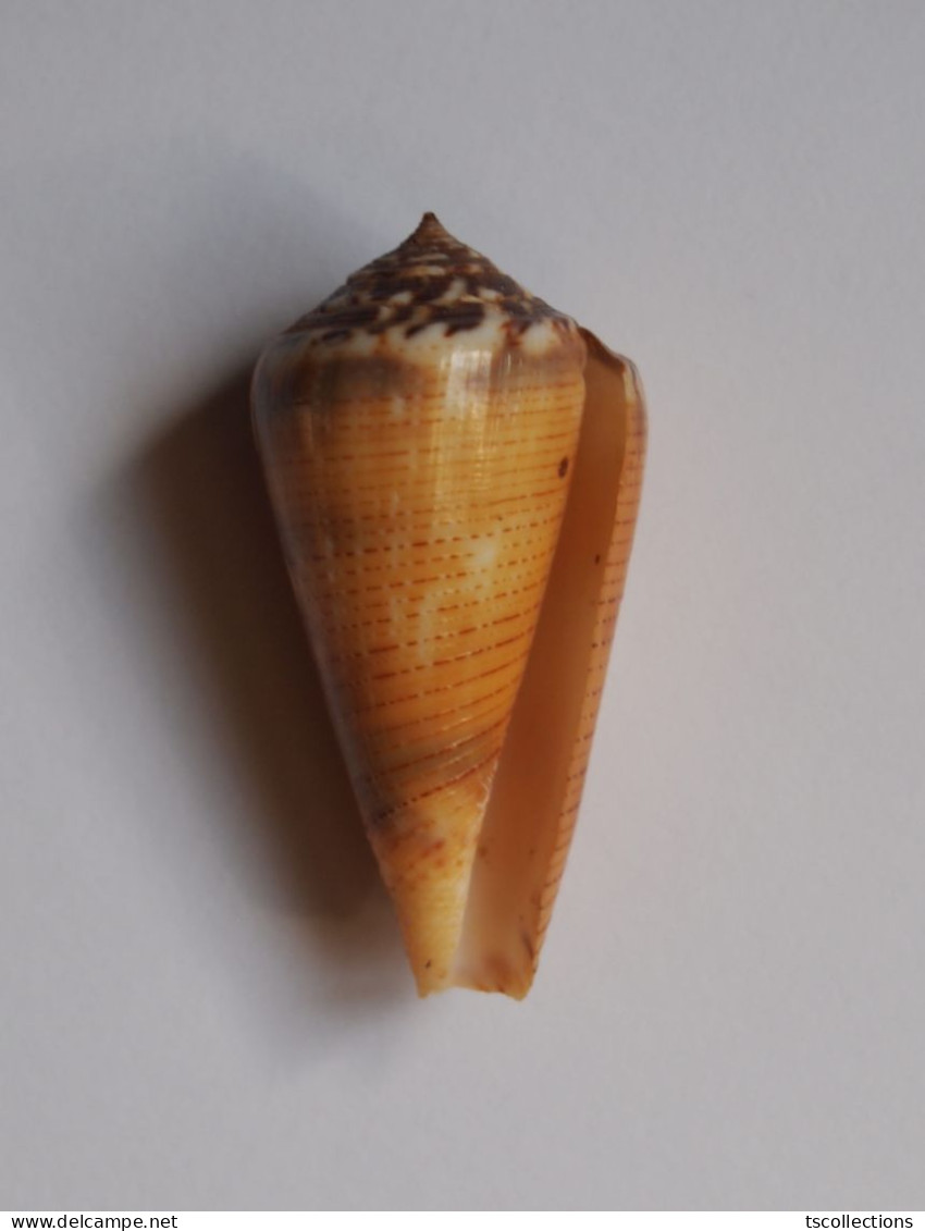 Conus Magus Circae - Muscheln & Schnecken