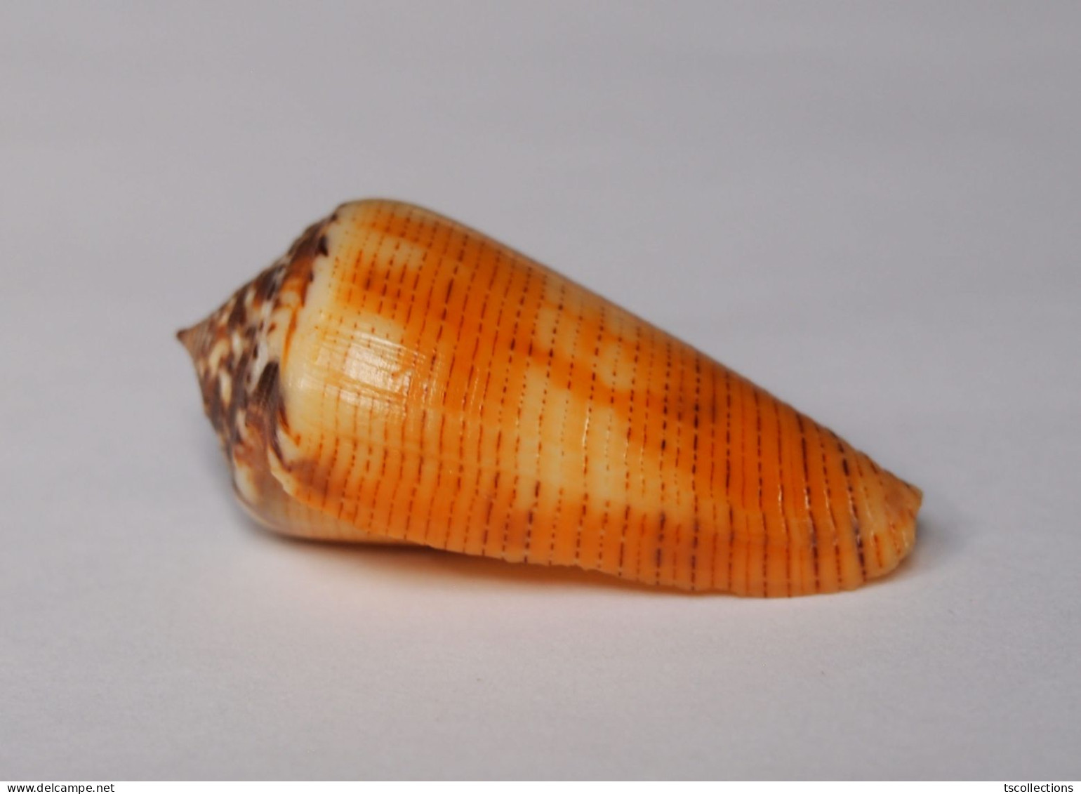 Conus Magus Circae - Seashells & Snail-shells