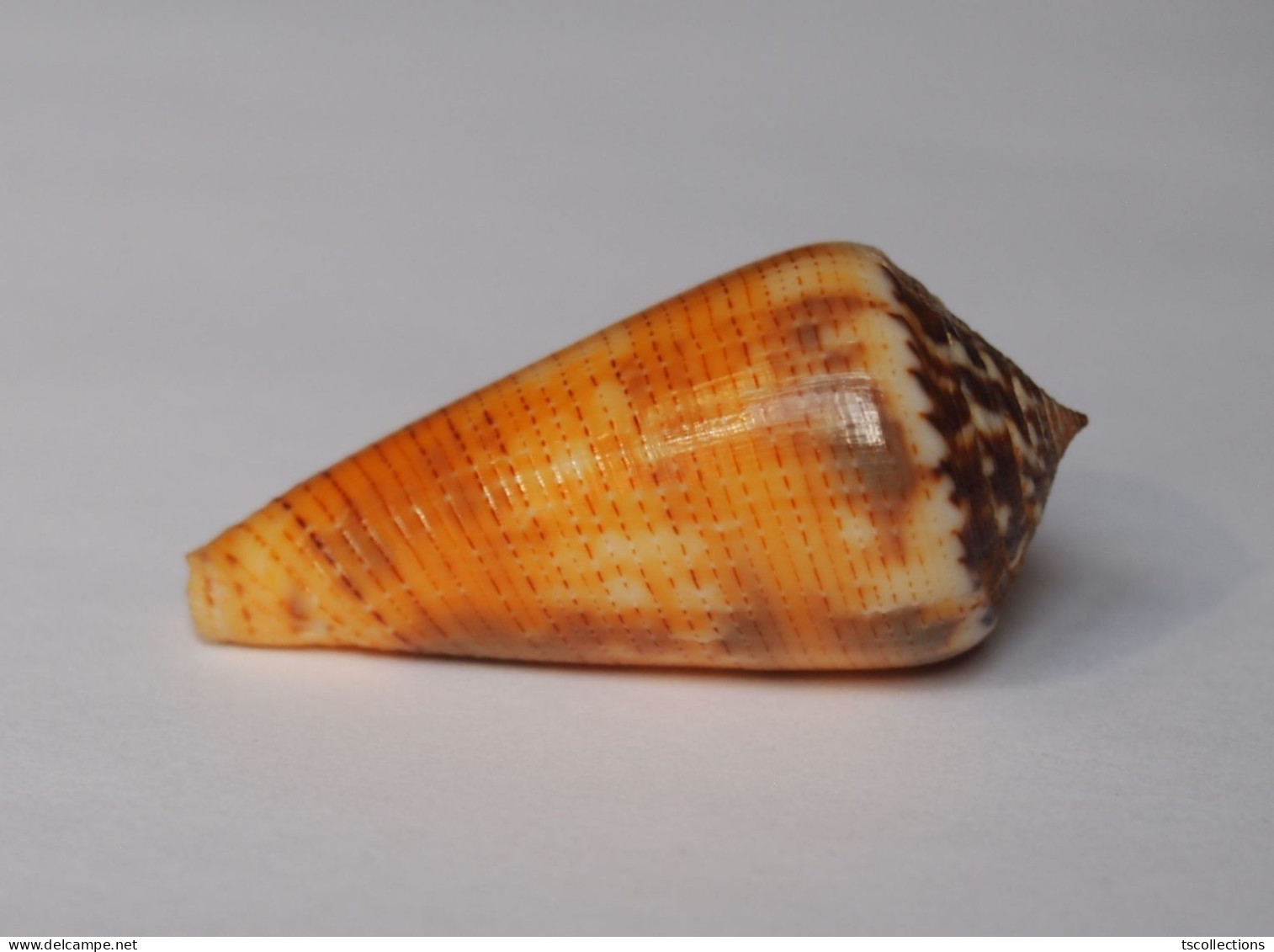 Conus Magus Circae - Coquillages