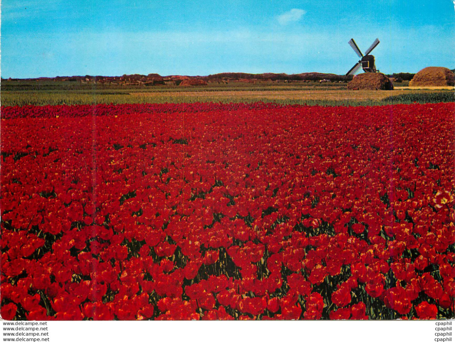 CPM Holland Land Of Flowers And Wind Mille - Lisse