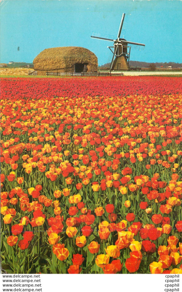 CPM La Hollande En Parure Des Fleurs Moulin A Vent - Eritrea