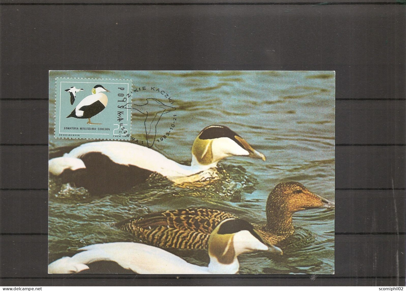 Canards ( CM De Pologne De 1985 à Voir) - Ducks