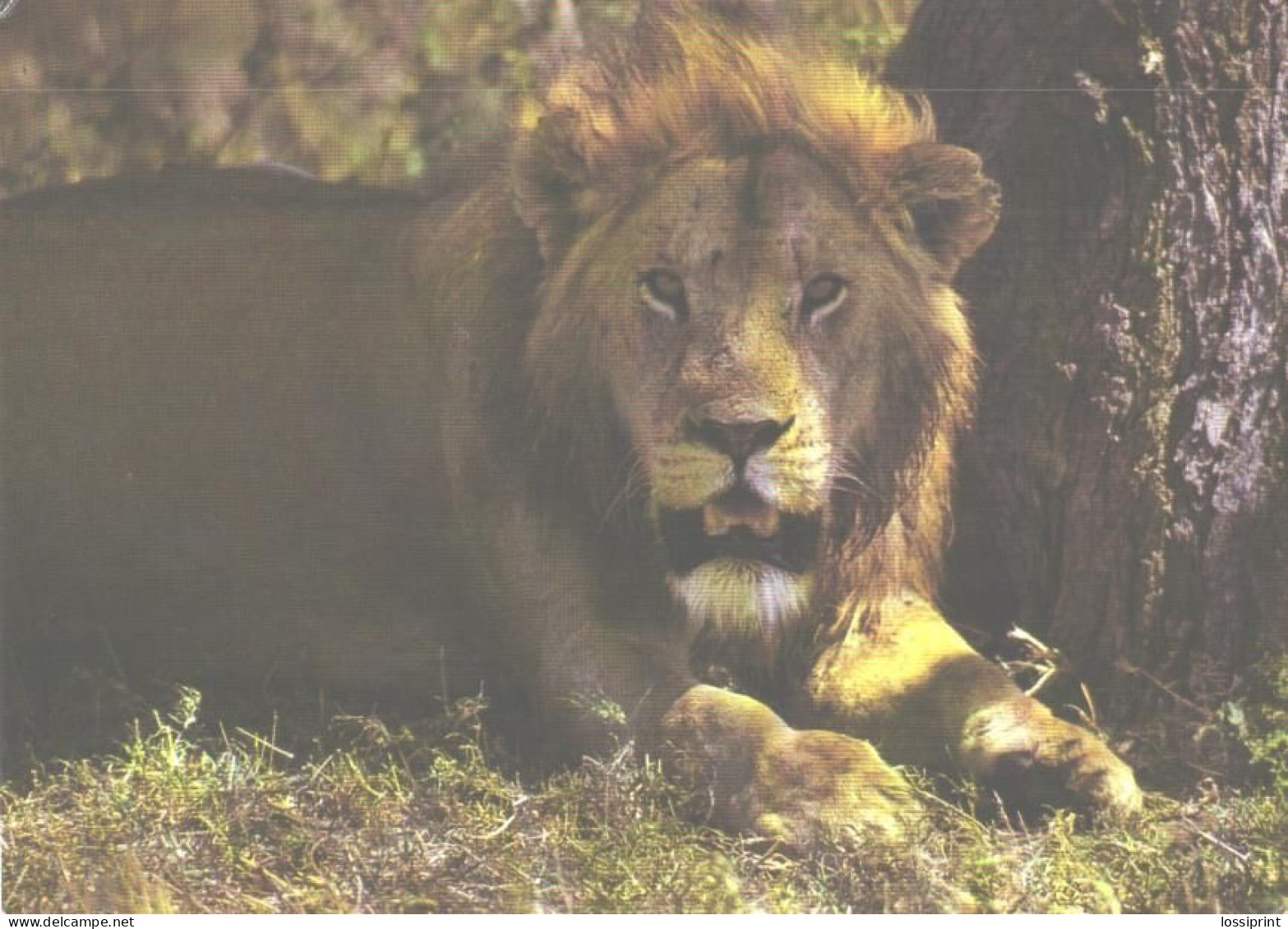 Male Lion Under Tree - Lions