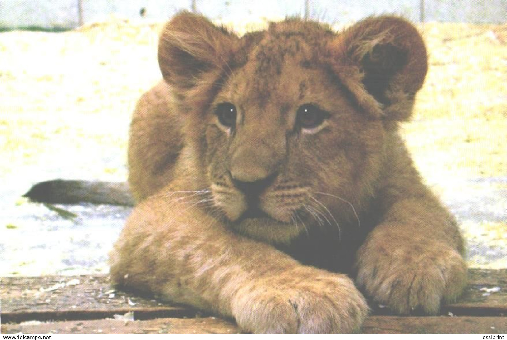 Russia:Tseljabinsk Zoo, Lion, Panthera Leo, 2002 - Lions