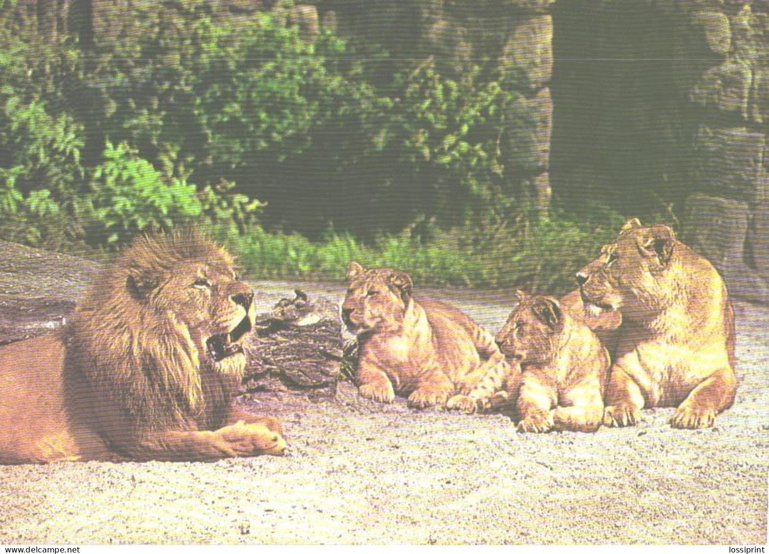 Lion Family In Zoo, Panthera Leo - Lions