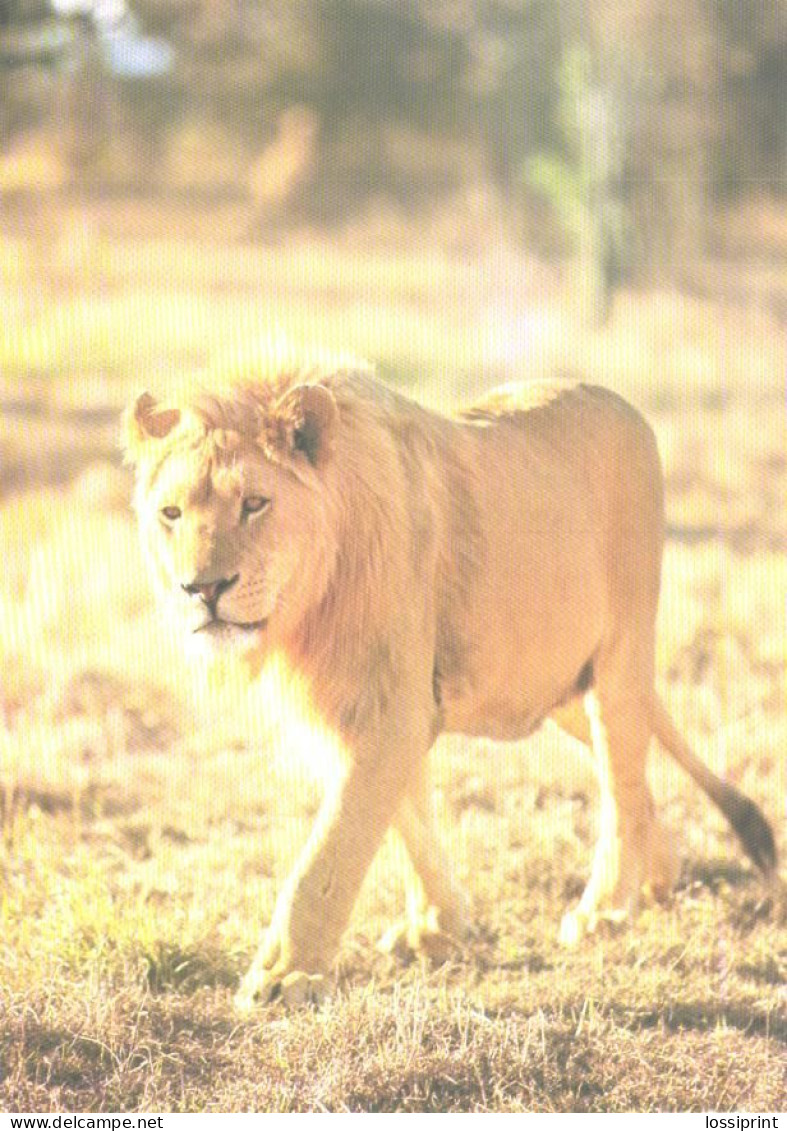 Walking Lion, Panthera Leo - Lions