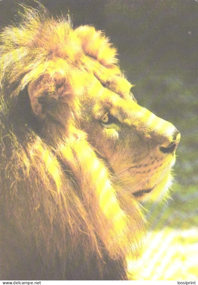 Male Lion, Panthera Leo - Lions