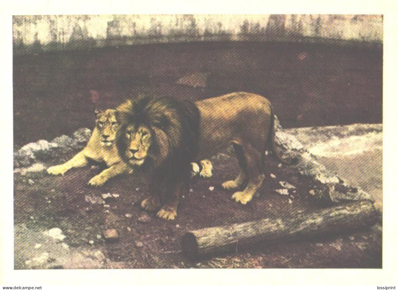 Lions In Zoo - Lions