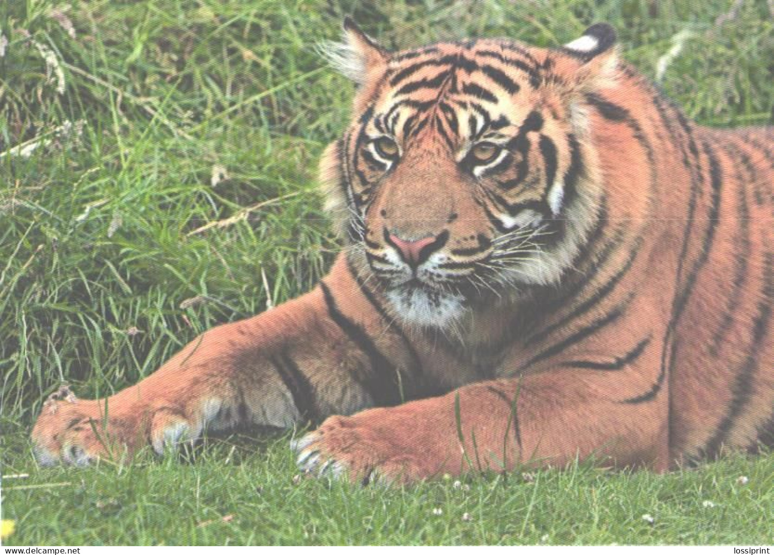 Tiger On Grass - Tigers