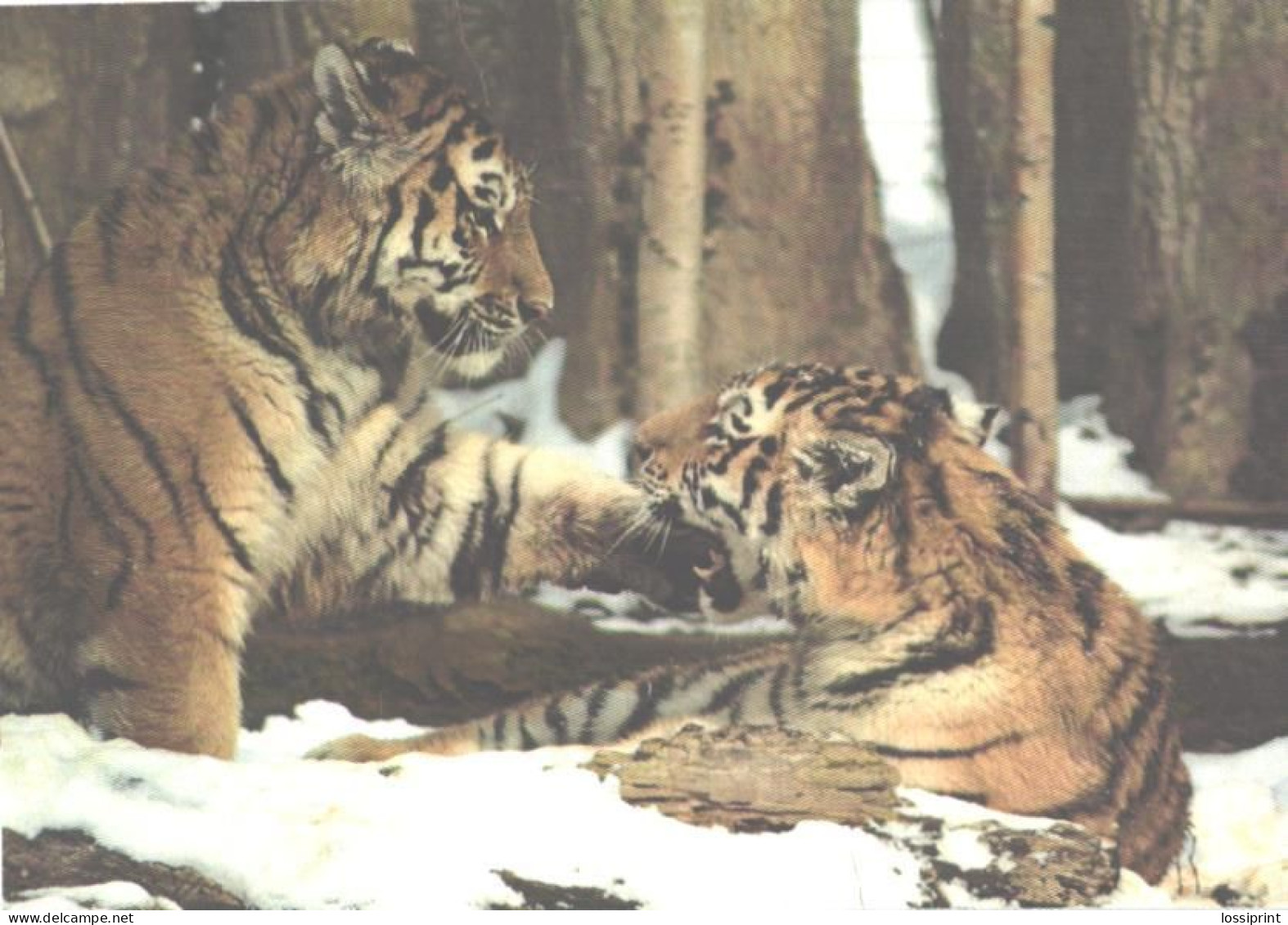 Playing Tigers In Snow - Tijgers