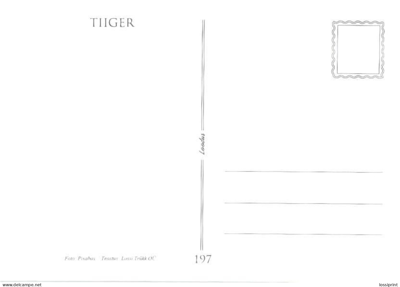 Tiger On Hill - Tigri