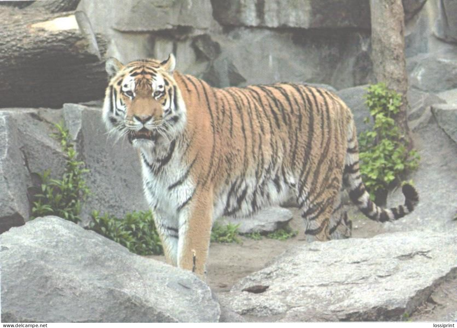 Tiger In Zoo - Tigers