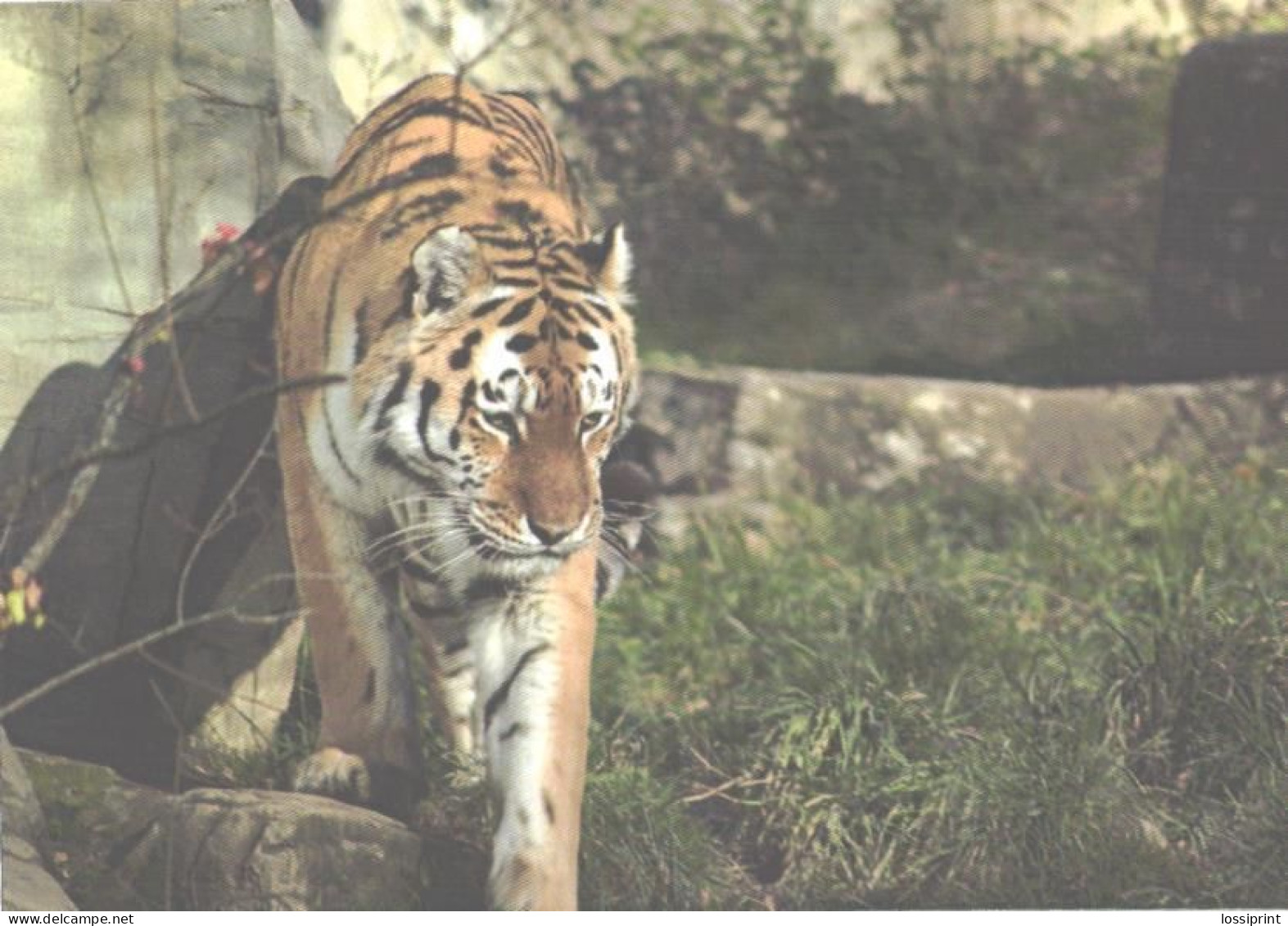 Walking Tiger In Zoo - Tigers