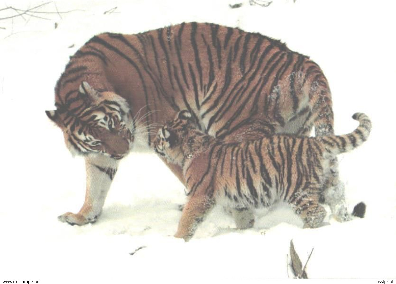 Tiger With Cub In Snow - Tijgers