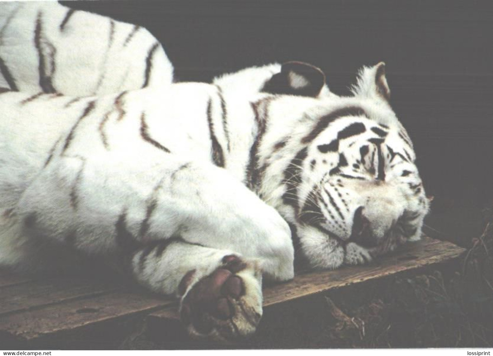 Resting White Tiger, Albino - Tigri