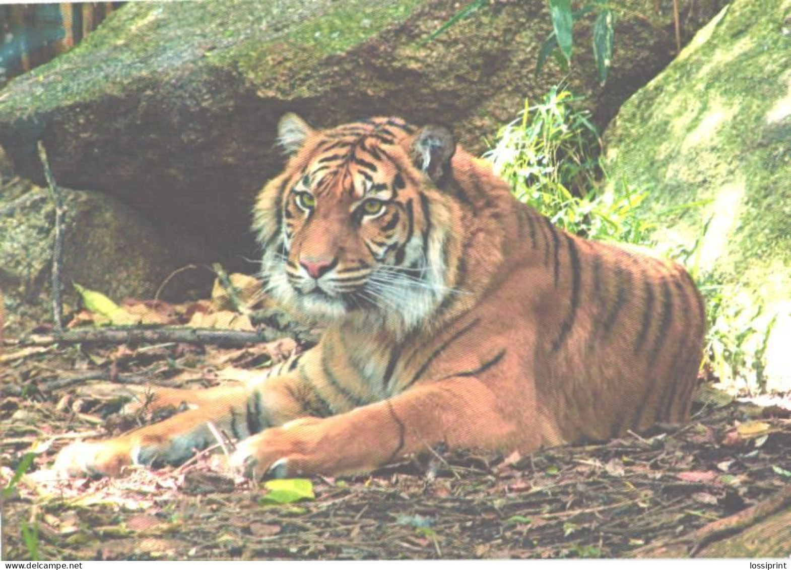 Tiger In Zoo - Tigres