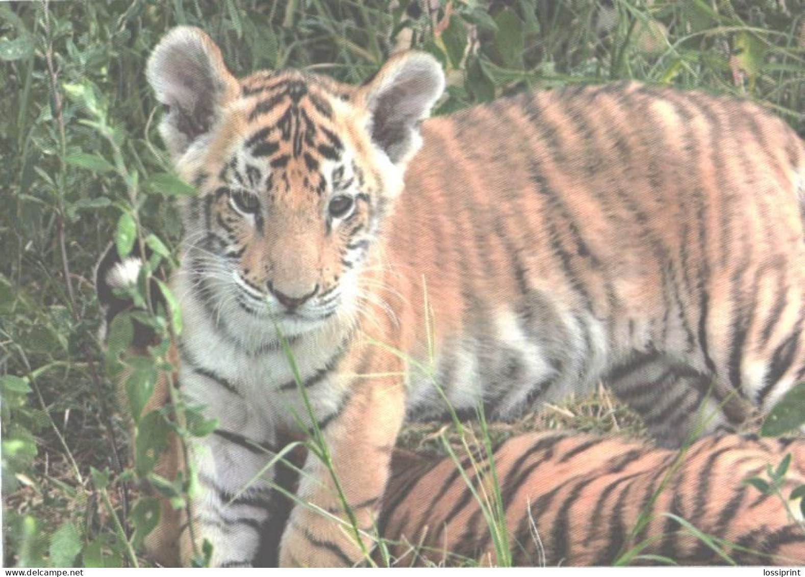 Tiger Cub And Tiger - Tigri