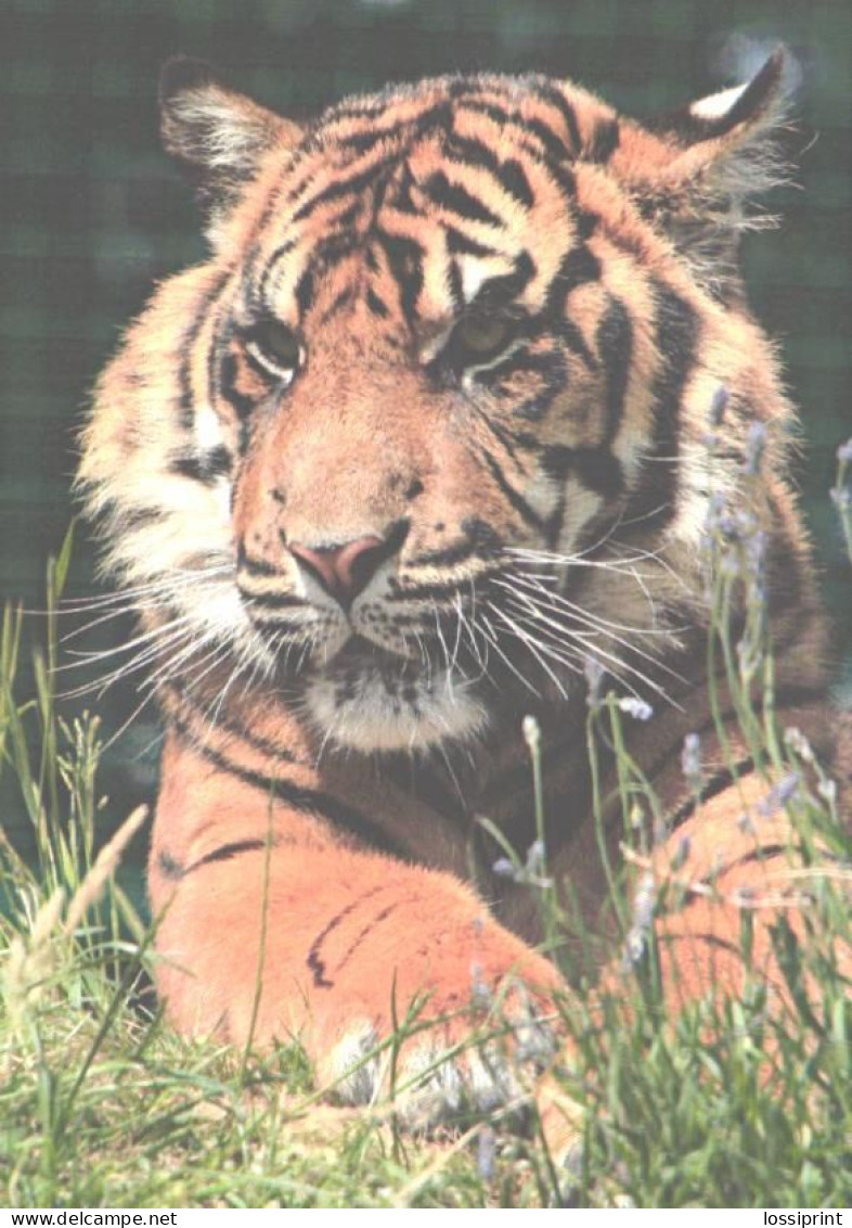 Resting Tiger - Tigres
