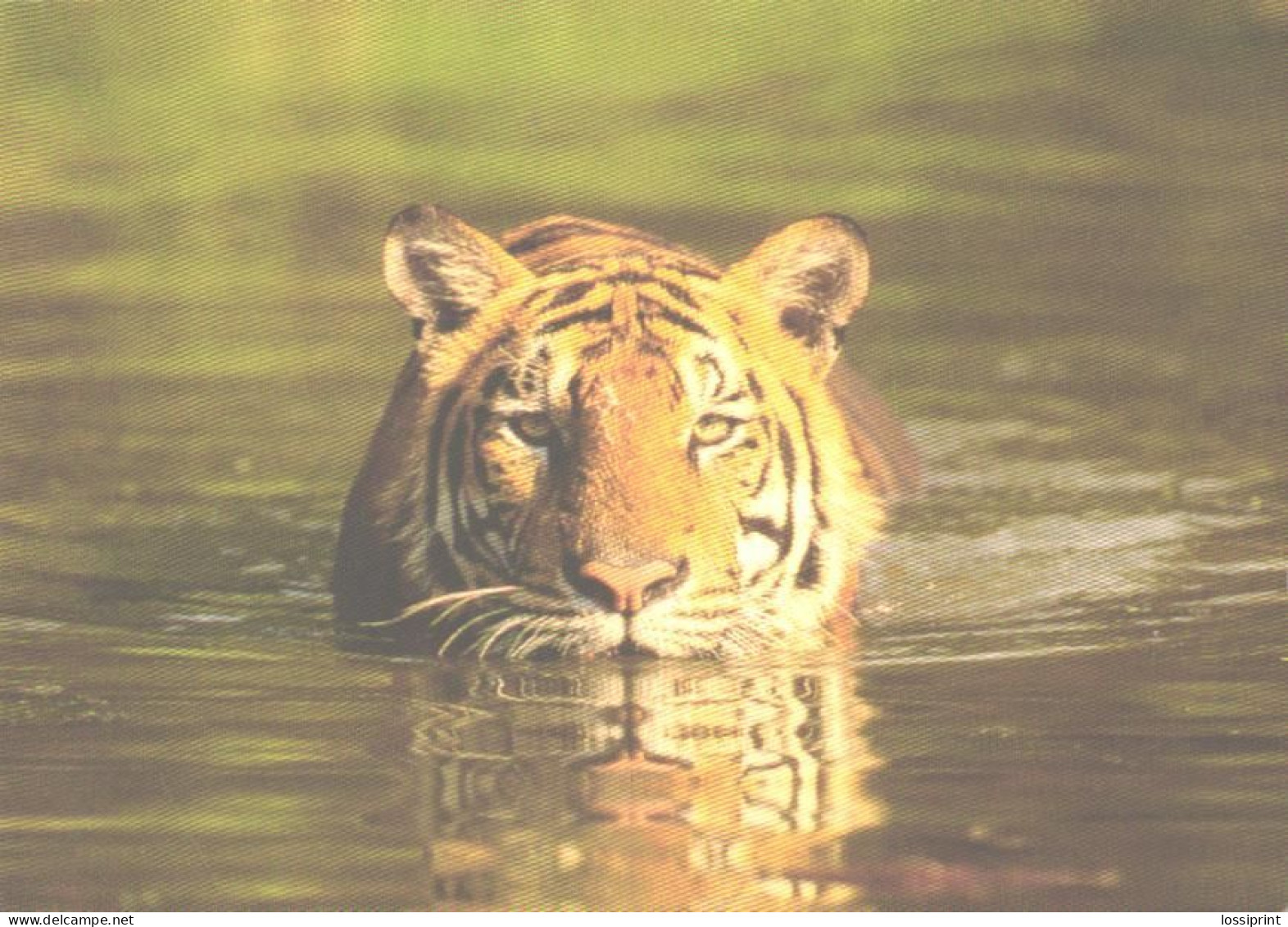 Swimming Tiger, WWF - Tiger