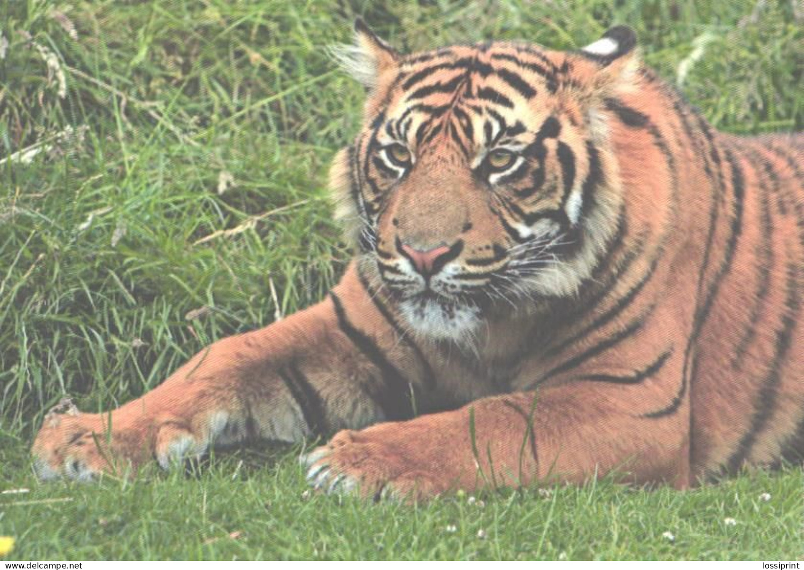 Resting Tiger - Tigri