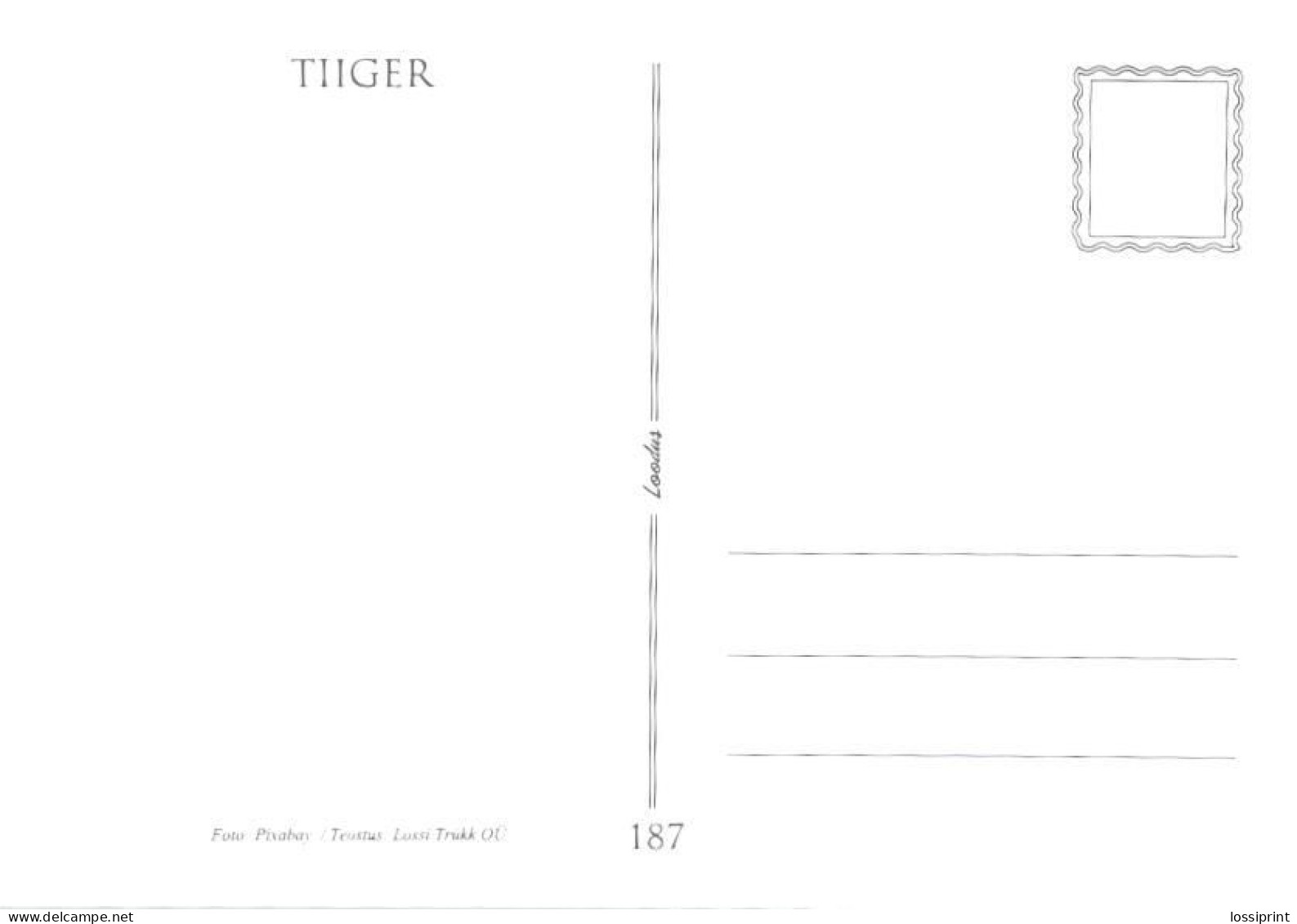 Resting Tiger - Tigri