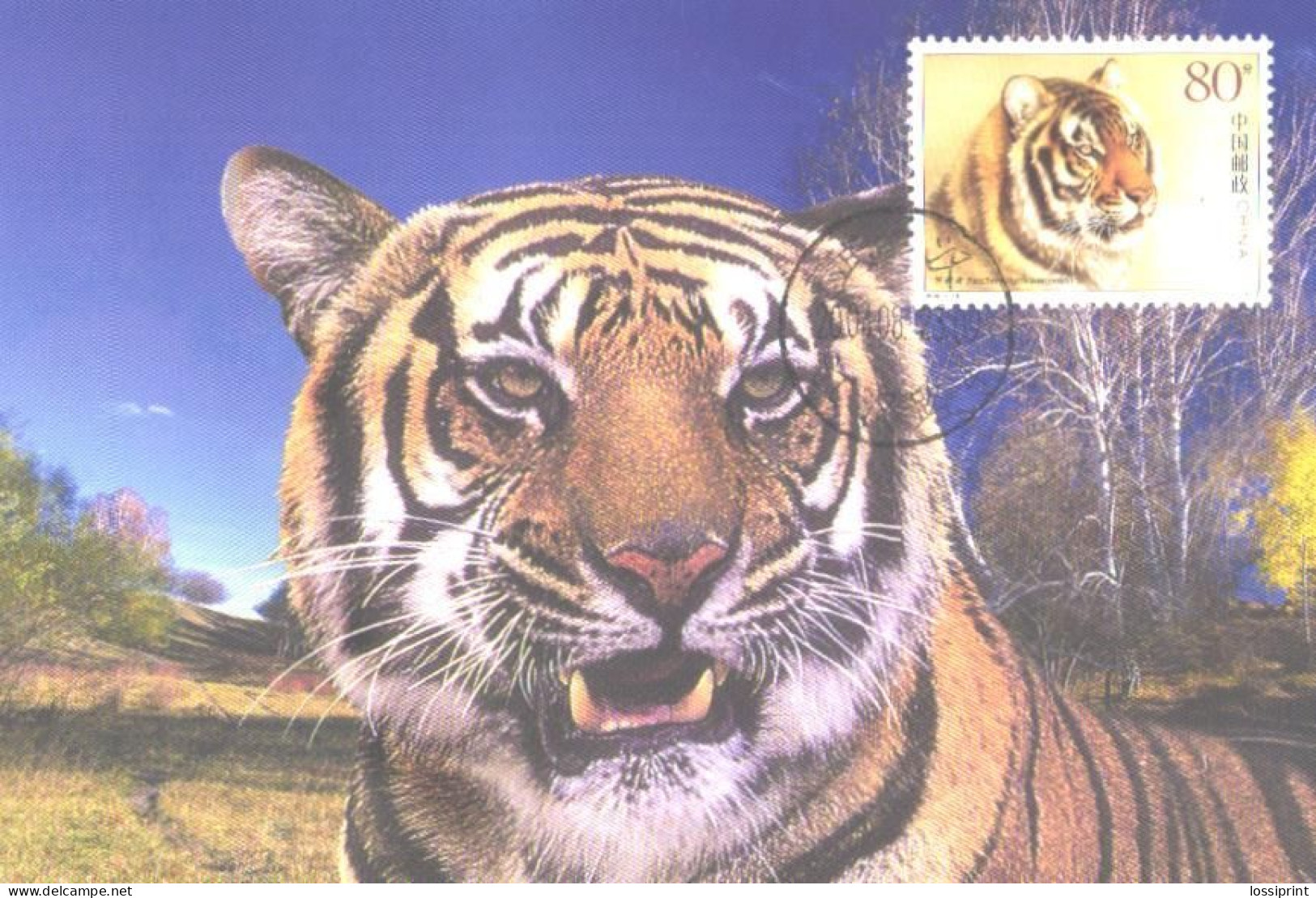 China:Maxi Card, South China Tiger, 2004 - Tigres