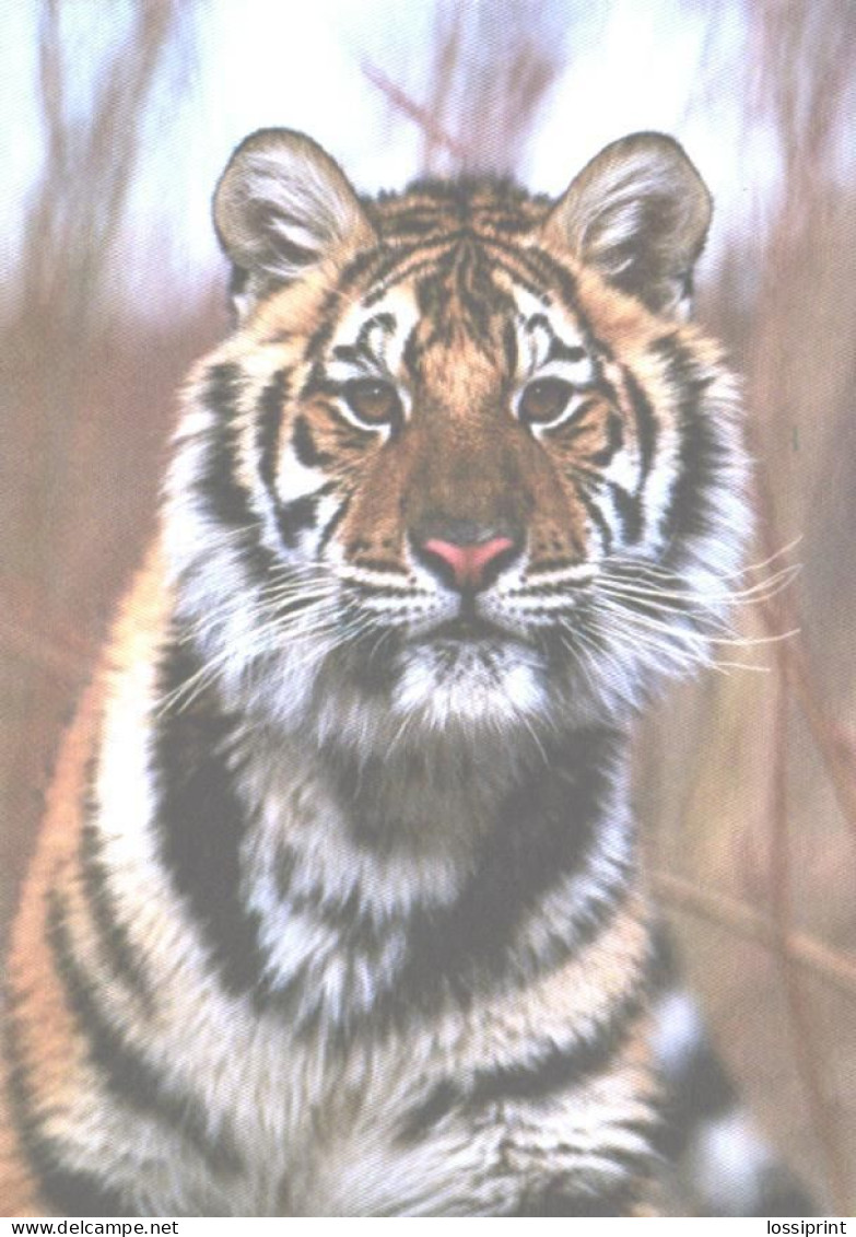 Looking Tiger, WWF - Tigri