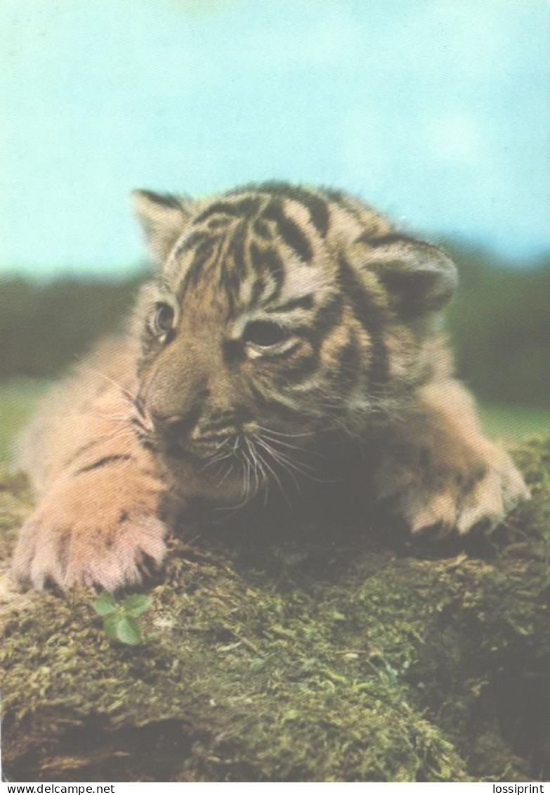 Curious Tiger Cub - Tigres