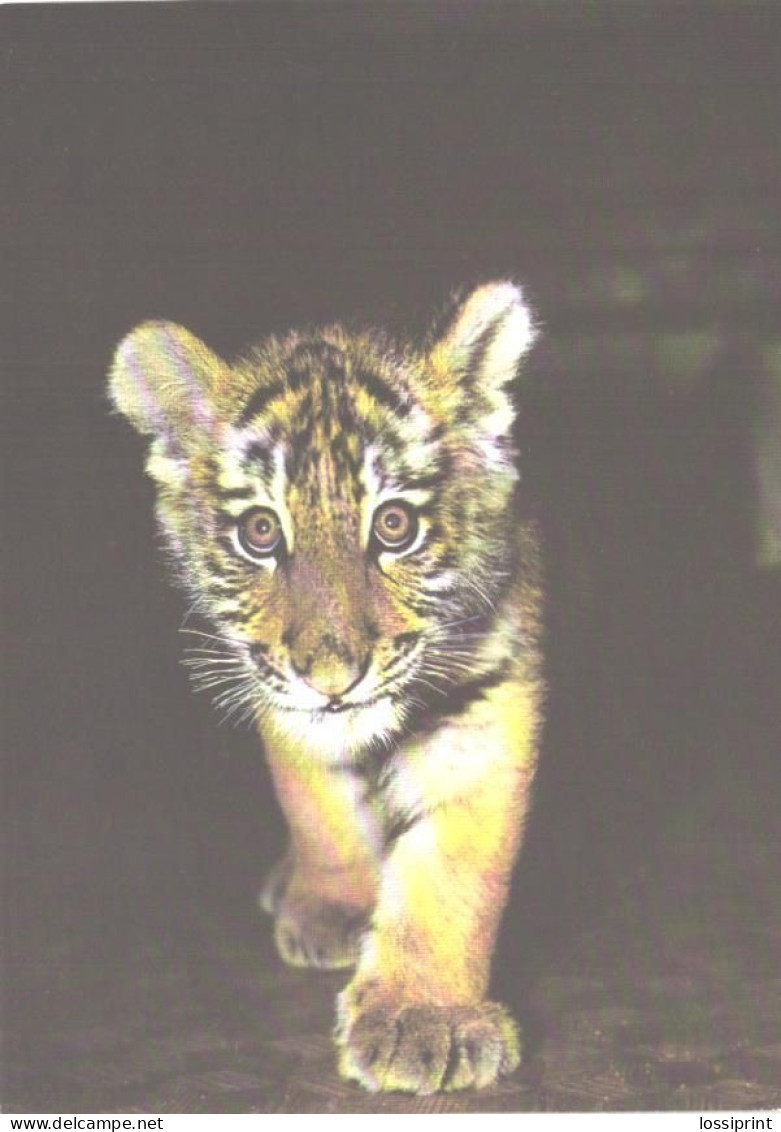 Young Amur Tiger, 1988 - Tigres