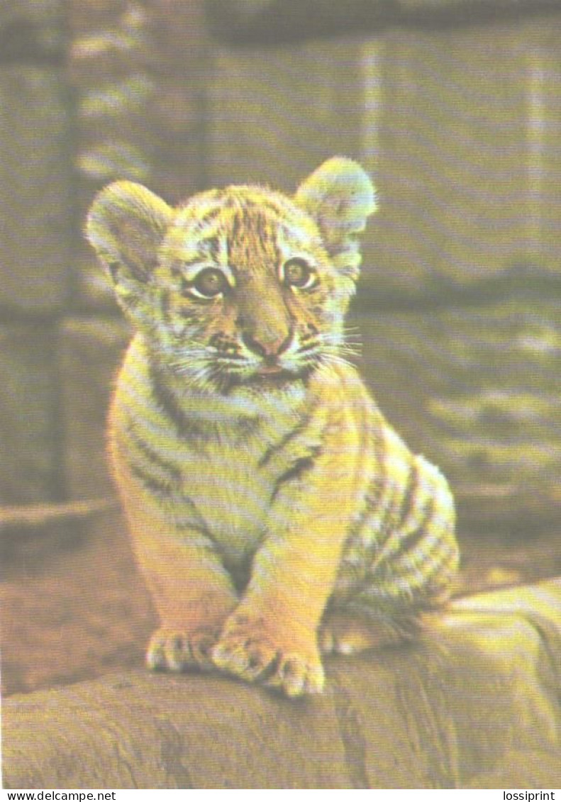 Young Amur Tiger, 1987 - Tigers