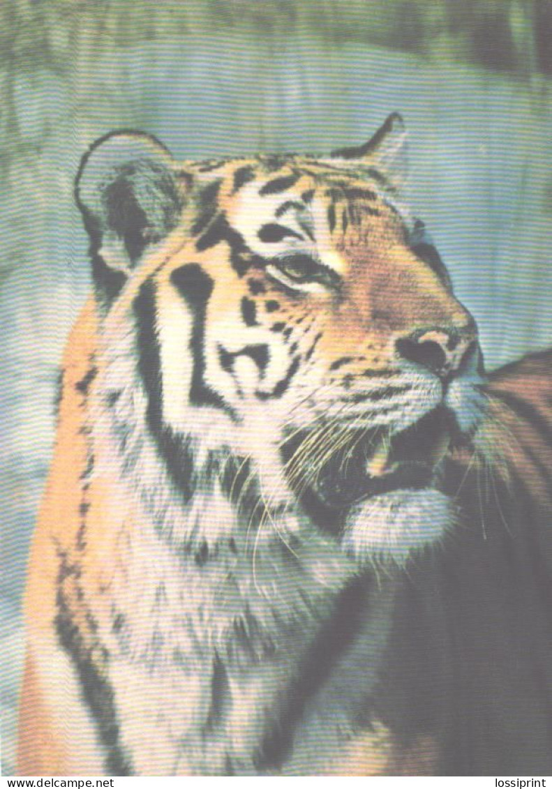 Ussuri Tiger, 1985 - Tijgers