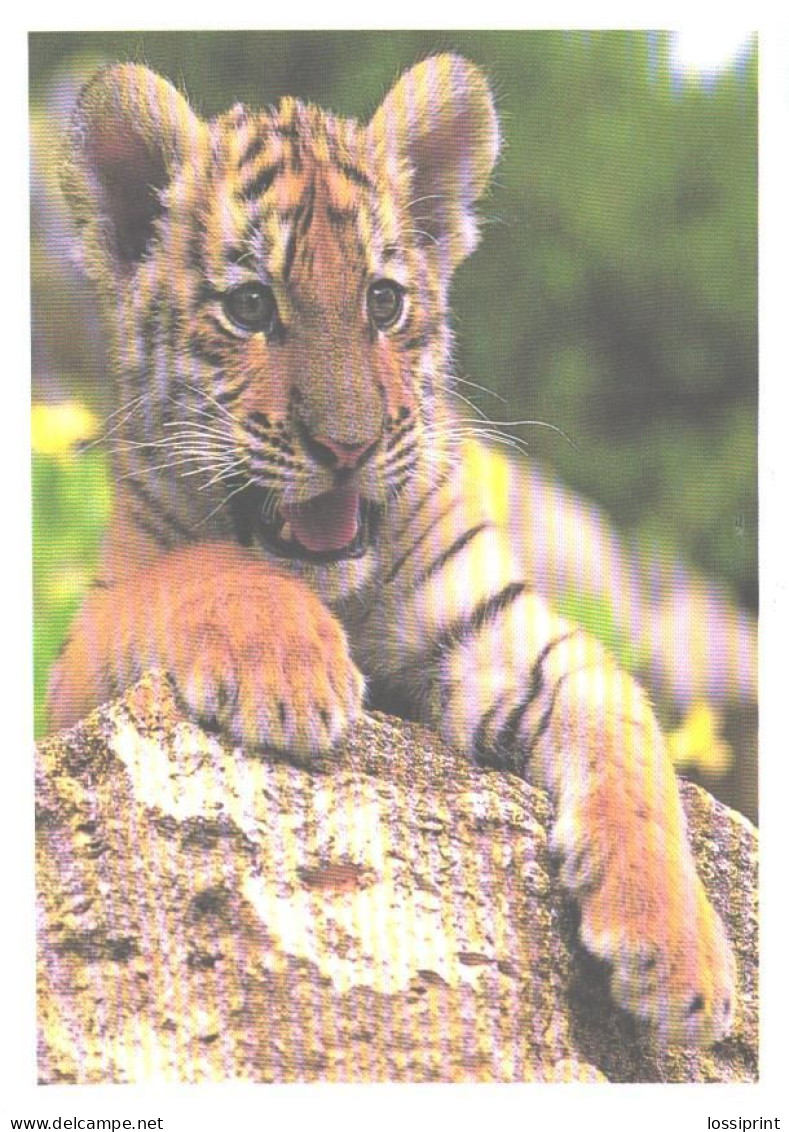 Young Tiger On Rock - Tijgers