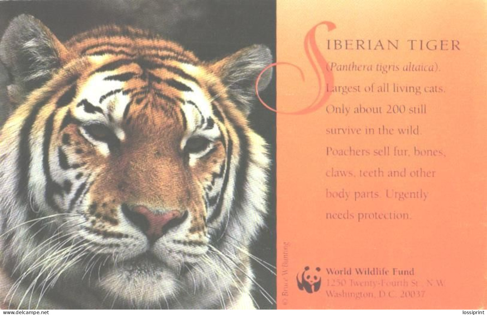 Siberian Tiger, WWF - Tiger