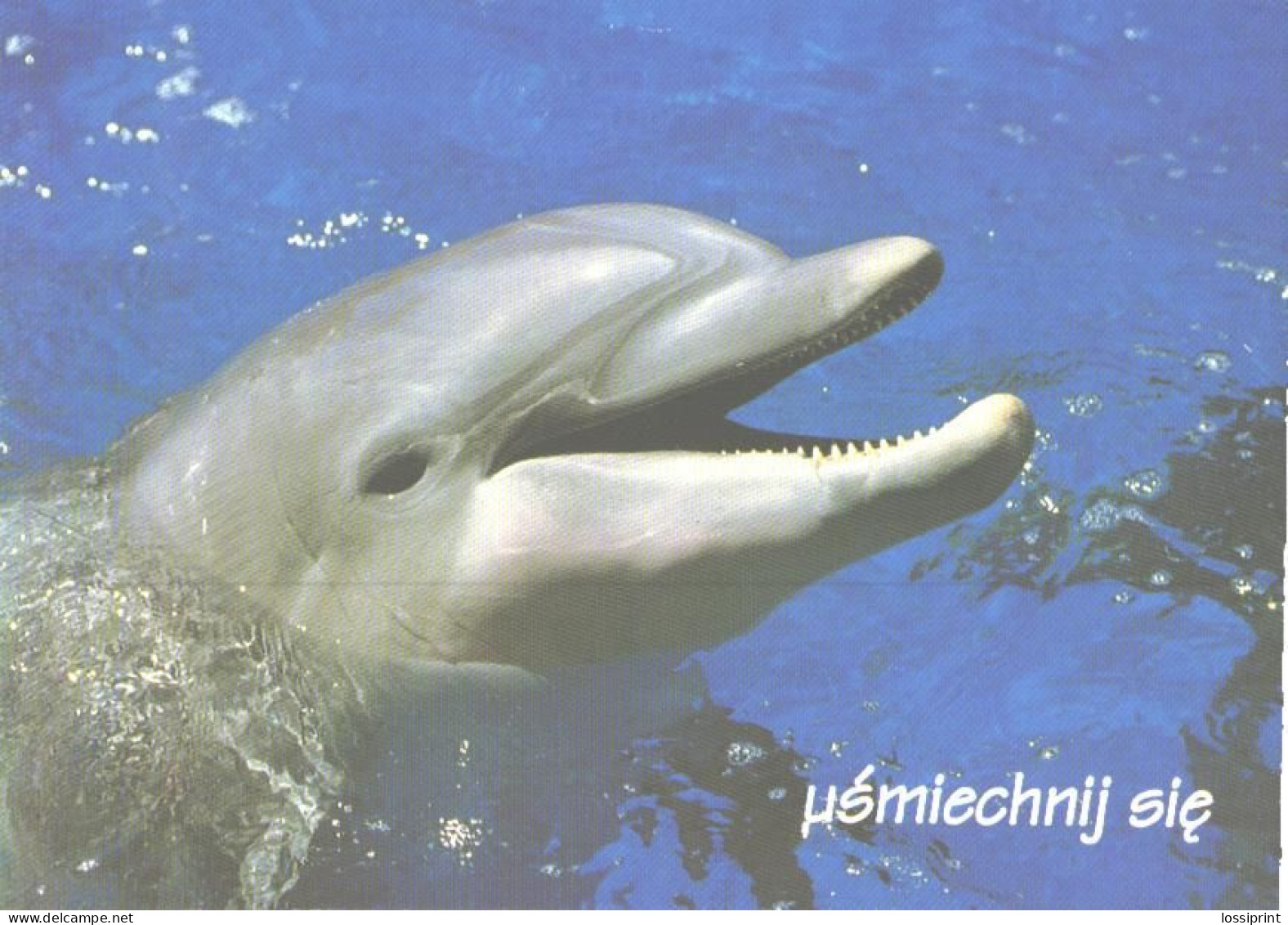 Looking Dolphin - Dauphins