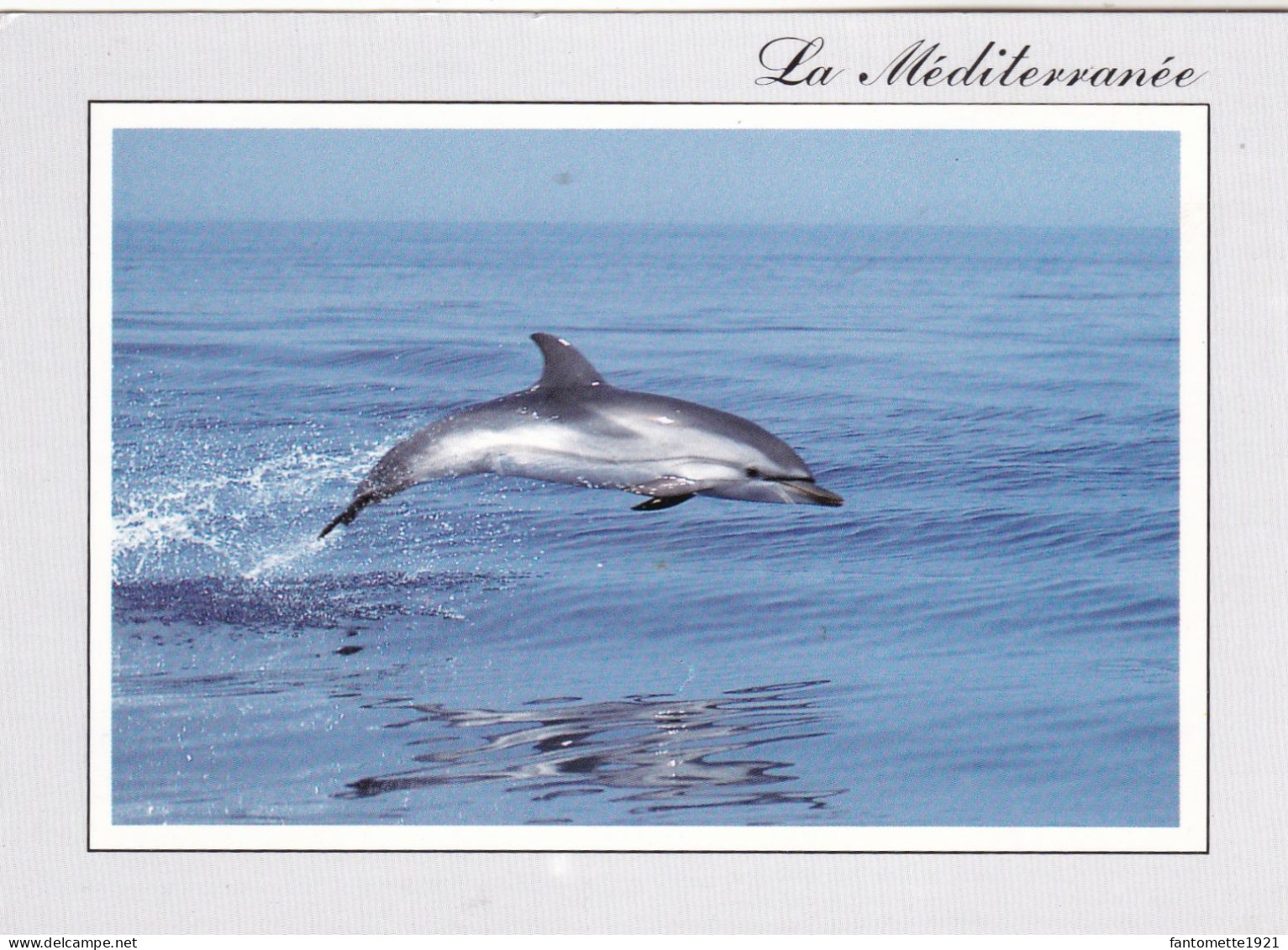 DAUPHIN BLEU ET BLANC (dil132) - Delfines