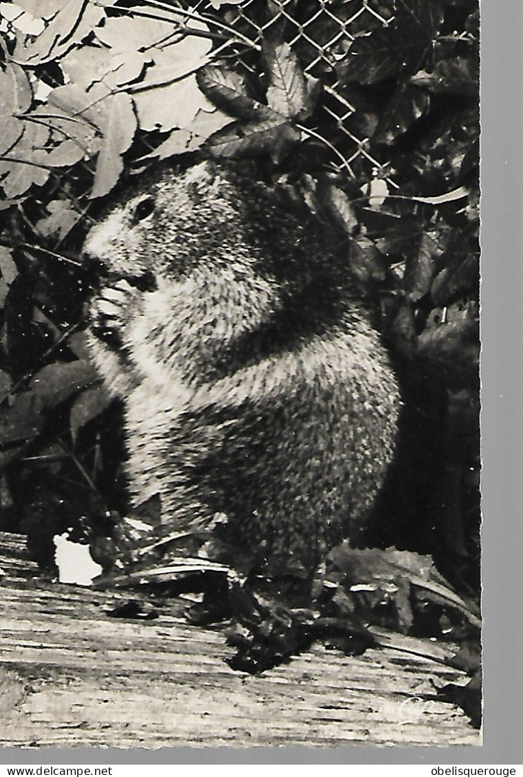 SAVOIE MARMOTTE FLAMMES LES PRAZ FLEGERE  TIMBRE CHAMONIX - Rhône-Alpes