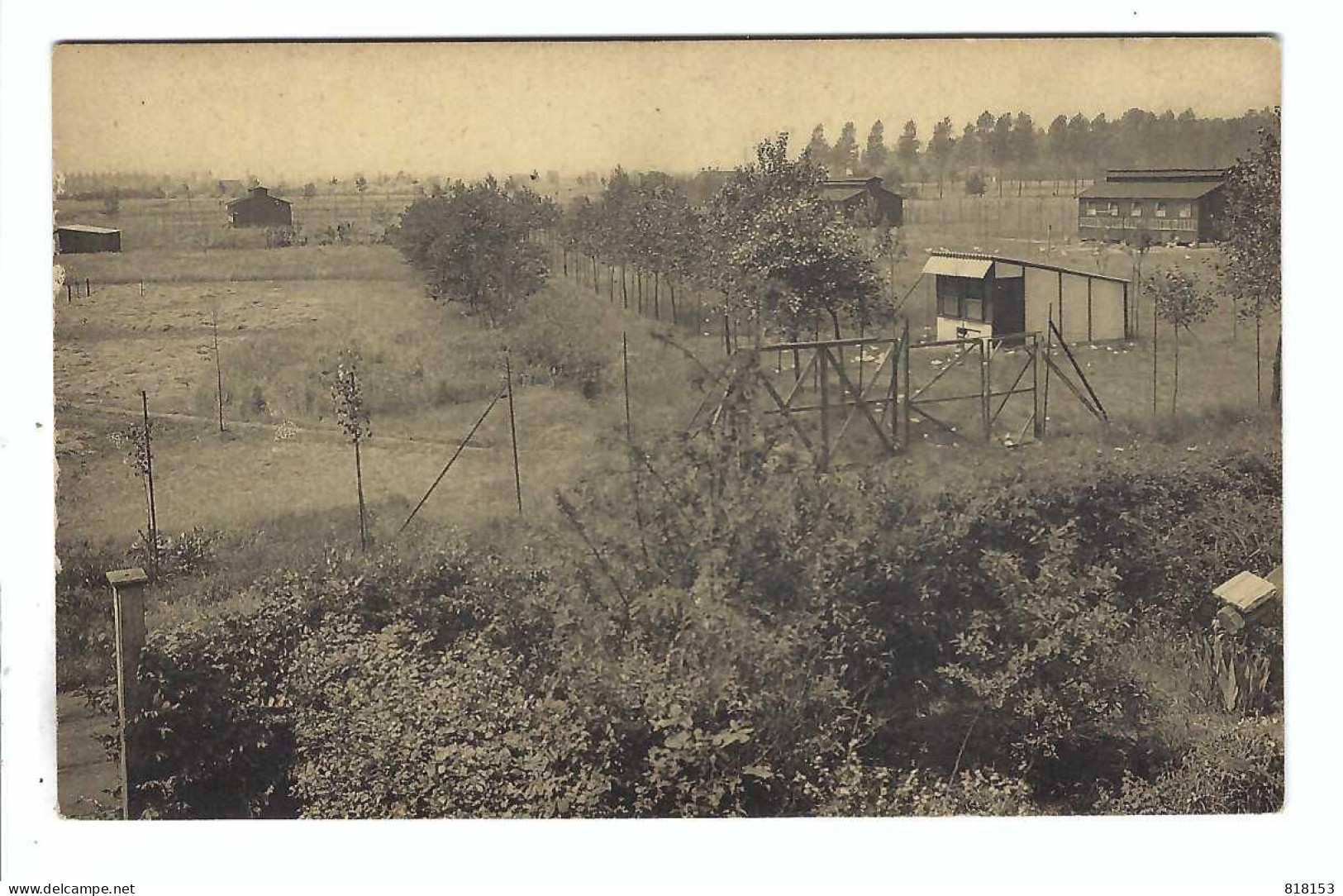 Boom   Hoenderpark Elevage Avicole  LEENS  De Westerzijde Der Kweekerij  La Partie Ouest De L'élevage - Boom