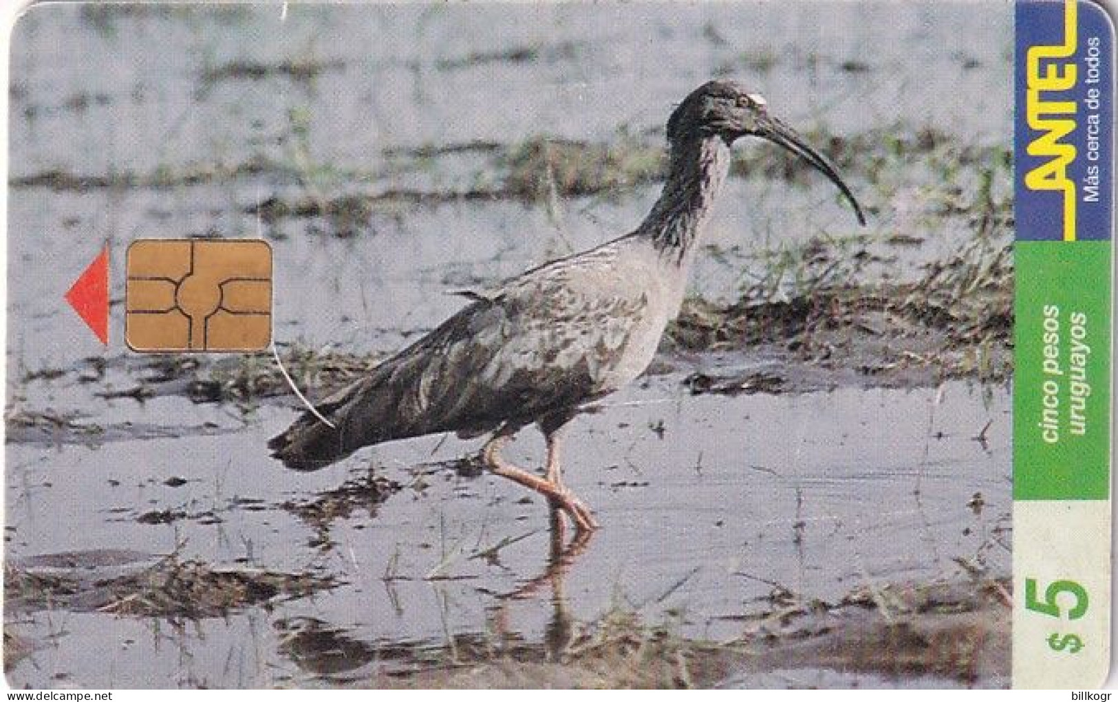 URUGUAY - Bird, Bandurria Mora(69a), 09/99, Used - Sonstige & Ohne Zuordnung