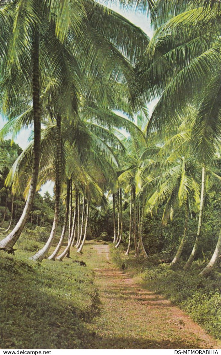 Puerto Rico - Regal Coconut Trees 1978 - Puerto Rico