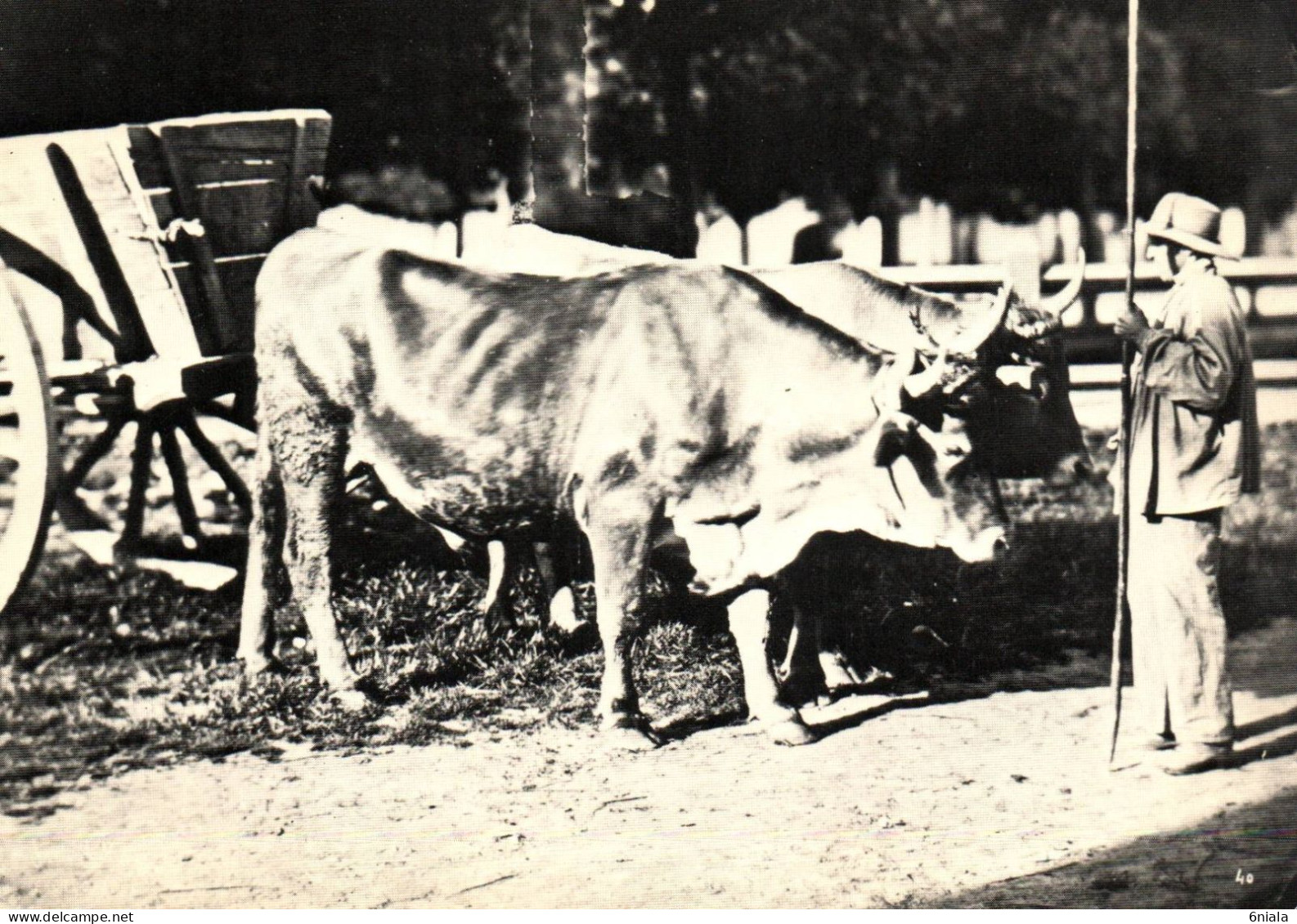 21241 ATTELAGE DE BOEUFS  FAMIN  C  Vers 1874   REPRO MODERNE Bibliothèque Paris 1980 (2 Scans) - Attelages