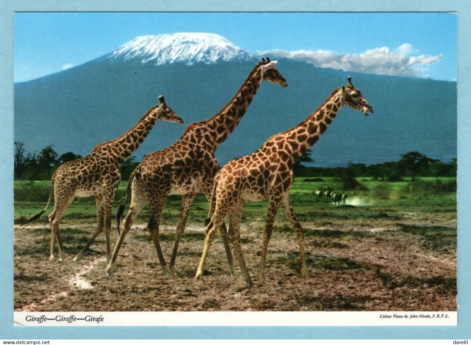 CP Animaux - Giraffe - Girafe ( En Afrique) - Giraffen