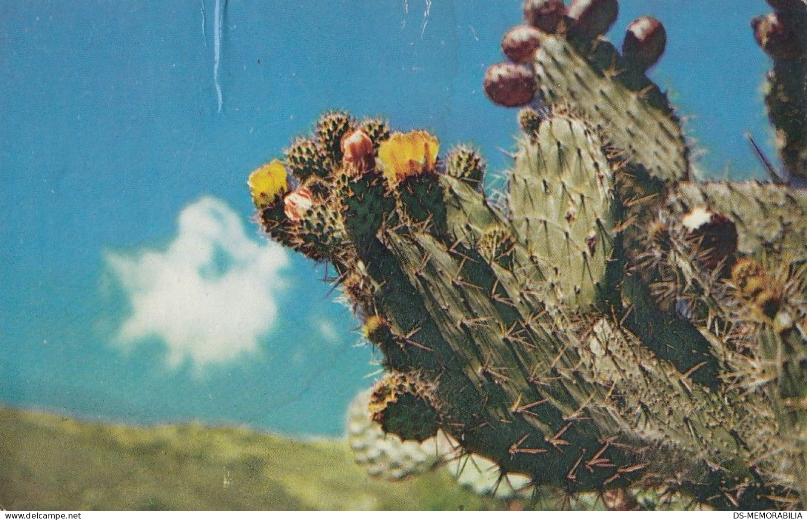 Venezuela - Flowering Cactus Old Postcard 1962 - Venezuela