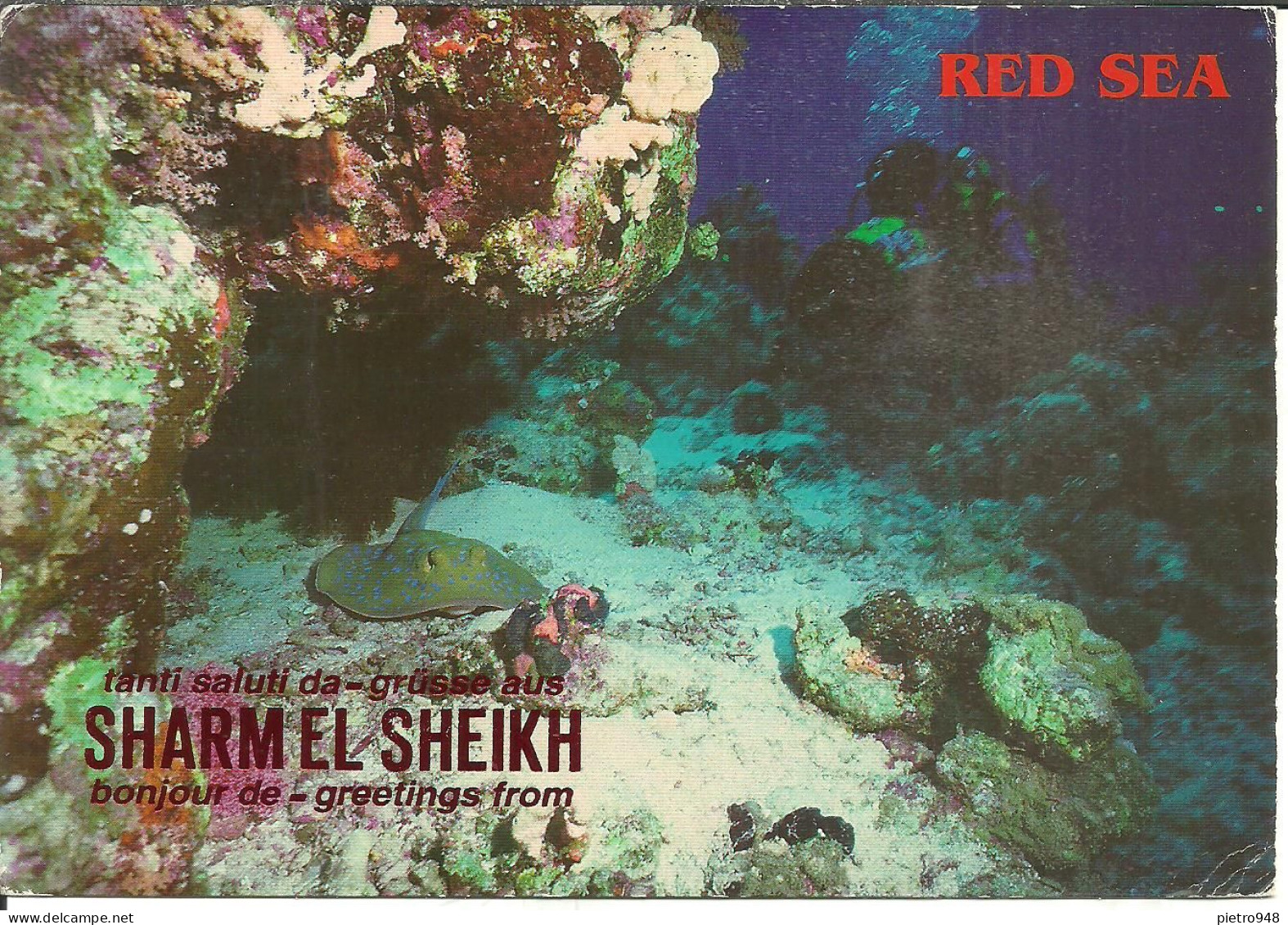 Red Sea (Egitto, Egypt) Sharm El Sheikh, Blue Spotted Sting Ray, Razza Maculata Blu, Raie Pastenague à Pois Bleus - Sharm El Sheikh
