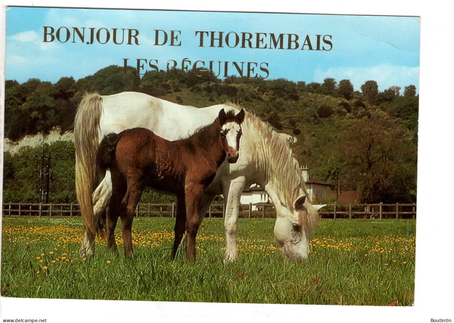 Thorembais Les Béguines Bonjour De ( Chevaux ) - Perwez