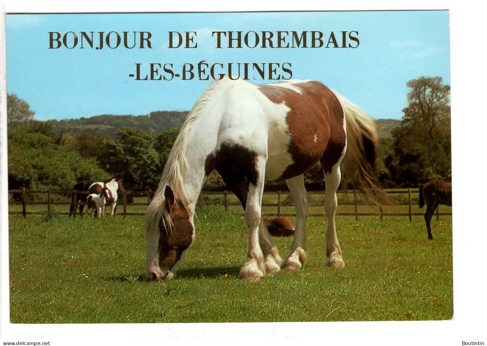 Thorembais Les Béguines Bonjour De ( Chevaux ) - Perwez