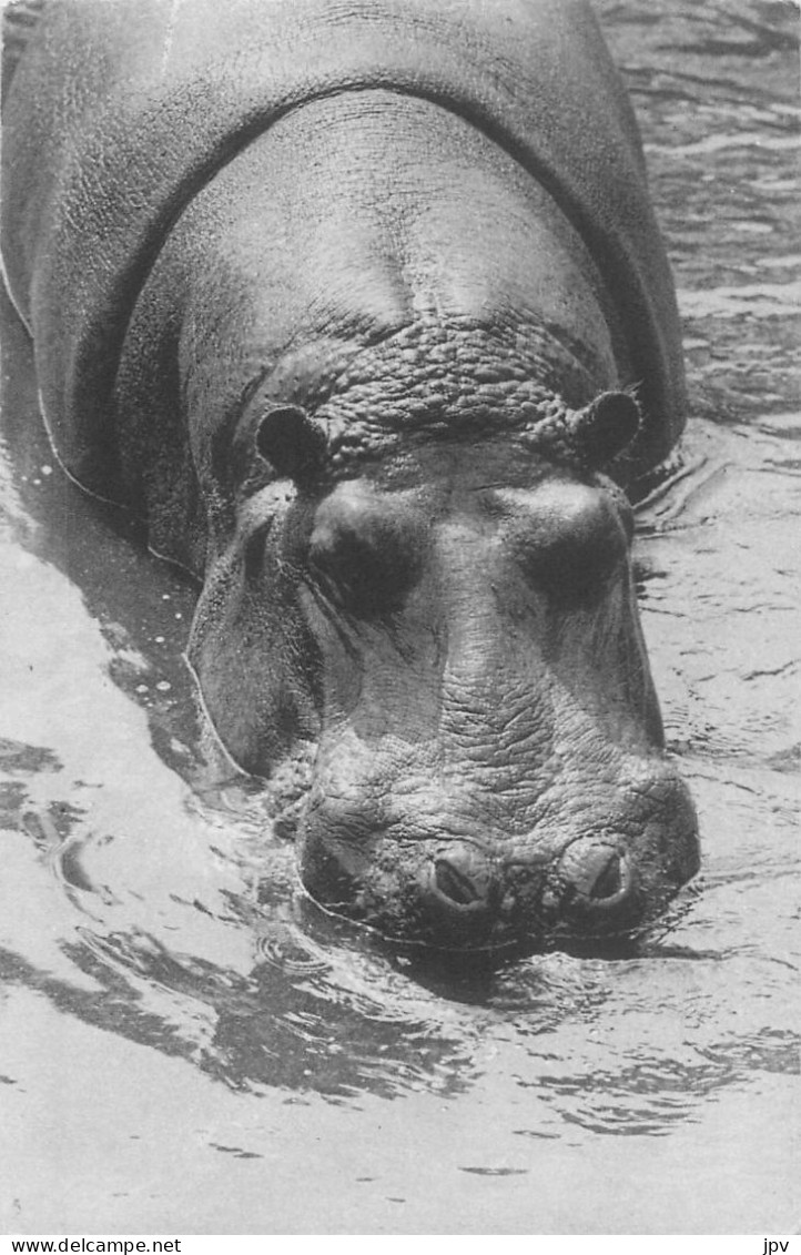 PARC ZOOLOGIQUE DU BOIS DE VINCENNES. PARIS. MUSEUM NATIONAL D'HISTOIRE NATURELLE. HIPPOPOTAME. - Hipopótamos