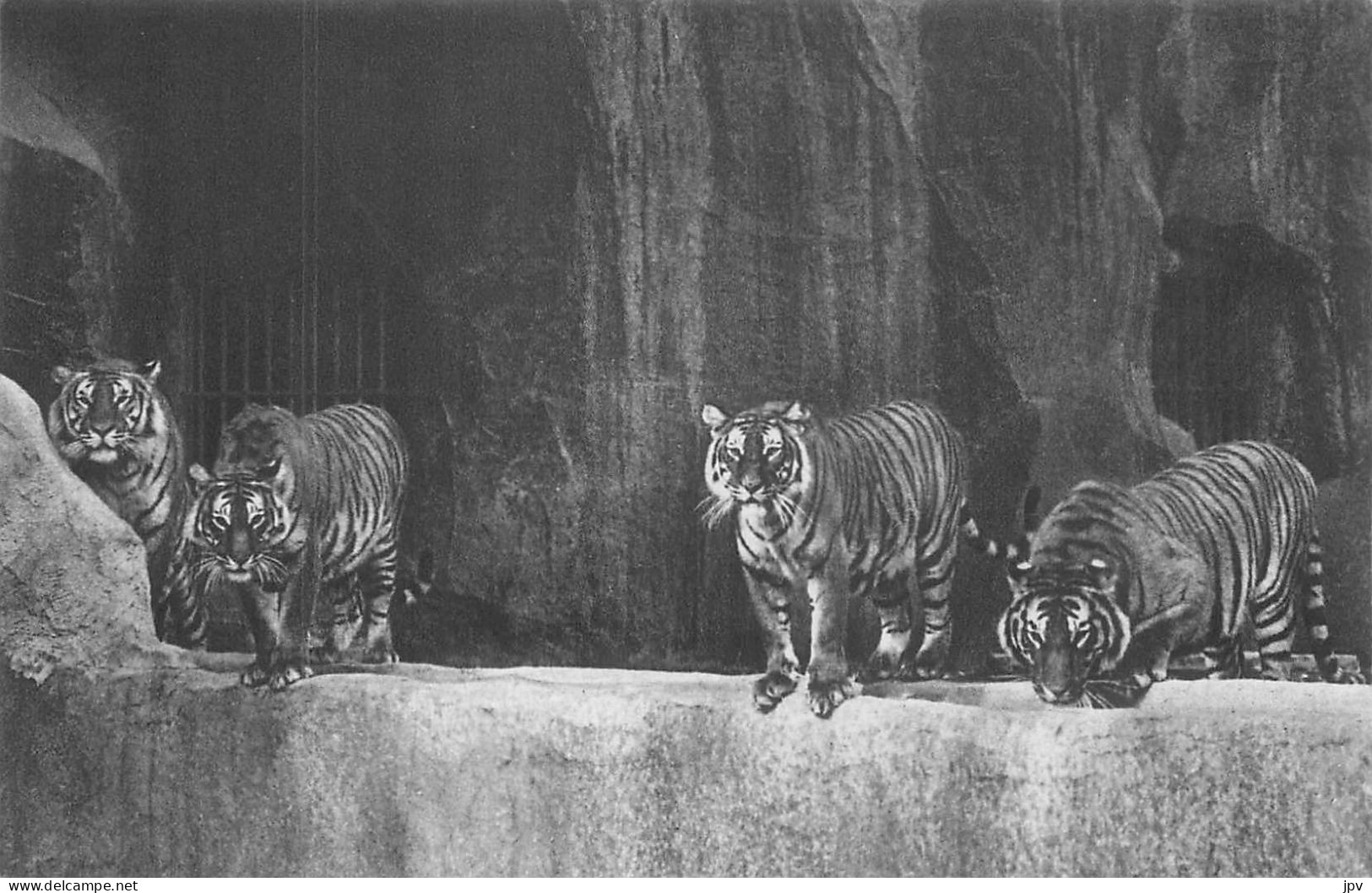 PARC ZOOLOGIQUE DU BOIS DE VINCENNES. PARIS. MUSEUM NATIONAL D'HISTOIRE NATURELLE. TIGRES . - Flusspferde