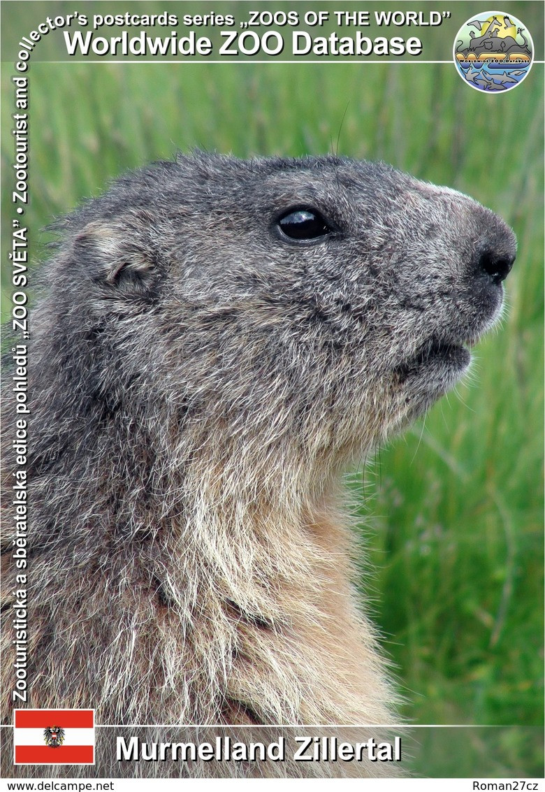 786 Murmelland Zillertal, AT - Common Alpine Marmot (Marmota Marmota Marmota) - Schwaz